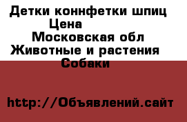 Детки коннфетки шпиц › Цена ­ 25 000 - Московская обл. Животные и растения » Собаки   